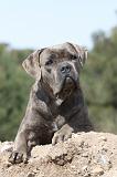 CANE CORSO 461